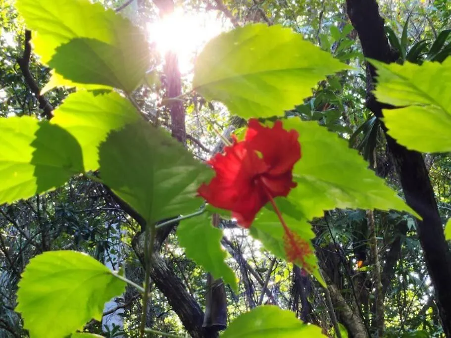 Holiday home Casa De La Selva-Jungle Getaway With Cenotes Villa Playa del Carmen