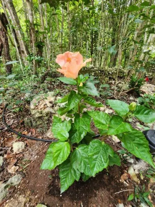 Casa De La Selva-Jungle Getaway With Cenotes Villa Playa del Carmen Holiday home